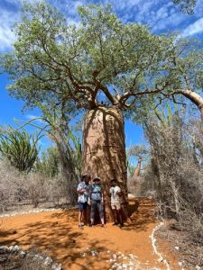 Celenavotel in the front of Baobab tree