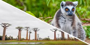 wildlife tours of Madagascar