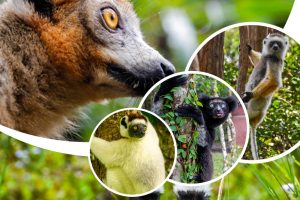 Madagascar lemur tours with Madagascar Tours Guide
