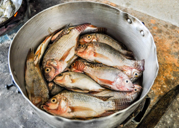 Excursion to Ampefy and the taste of fresh fish