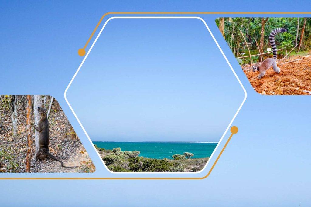 Kirindy Mitea excursion