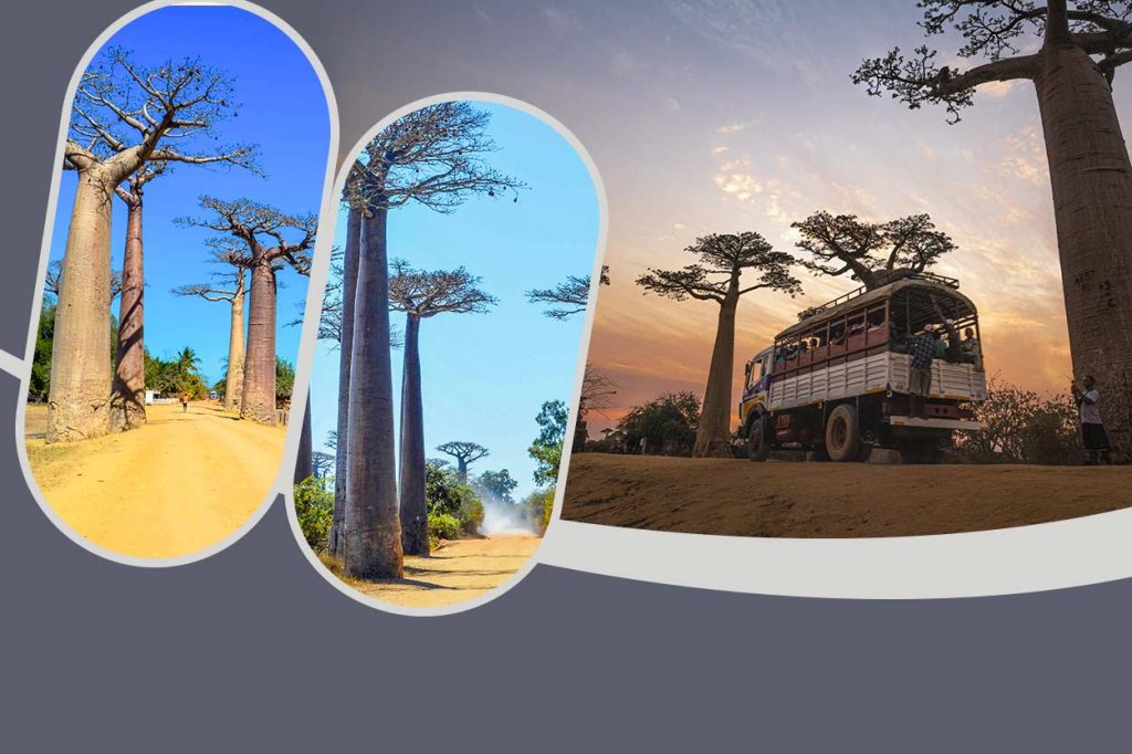 Excursion to the avenue of the baobabs