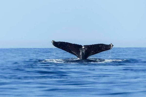 Discovering whales during a Three days in the Mitsio archipelago