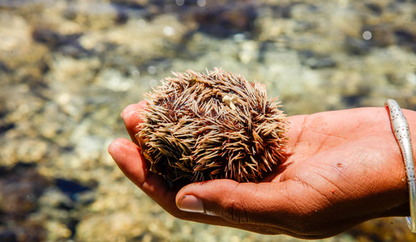 Excursion to Nosy Hara to discover marine life