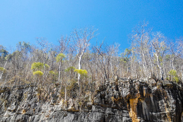 Excursion to the Tsingy de Bemaraha through the dry forest