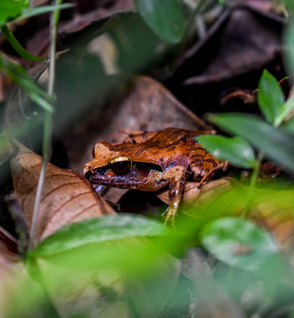 Meeting frog species during an excursion to the Amber mountain