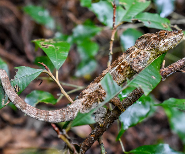 Observing chameleons at the Amber mountain on a one-day trip