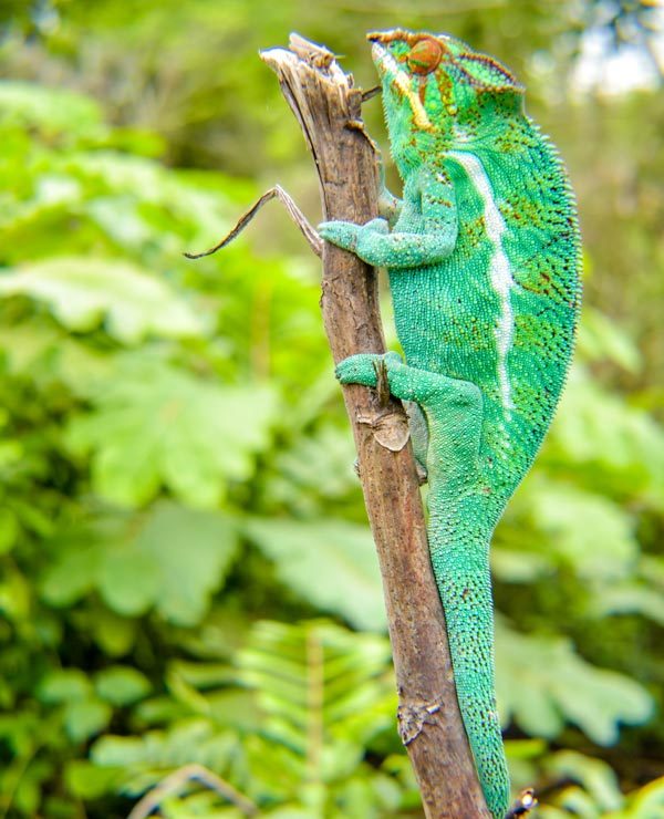 A Chameleon captured during the Madagascar itinerary 7 days