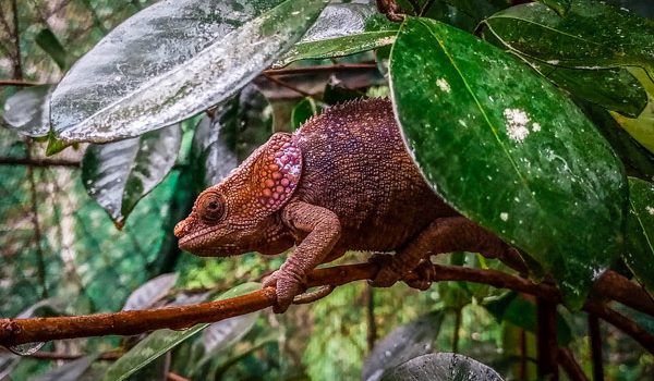 A chameleon photographed in Madagascar's national parks