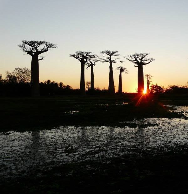 Avenue of the baobabs at sunset