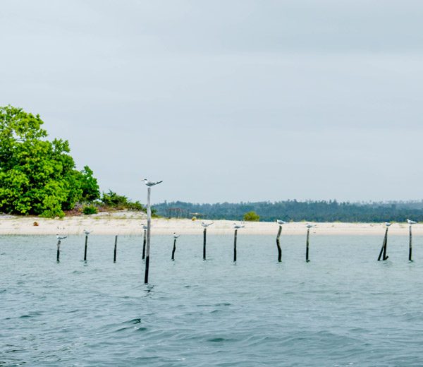 Birdwatching during an excursion to Manambato