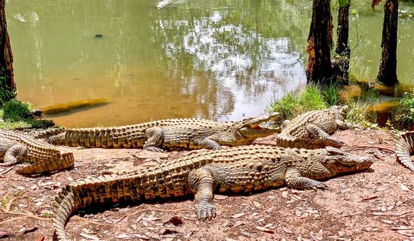 Crocodile of Mantadia in the Madagascar wildlife tours