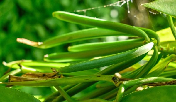 Discover an unforgettable culinary adventure on a trip to Madagascar, the land of green vanilla