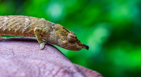 Discover exceptional natural beauty on apersonalized luxury travel in Madagascar