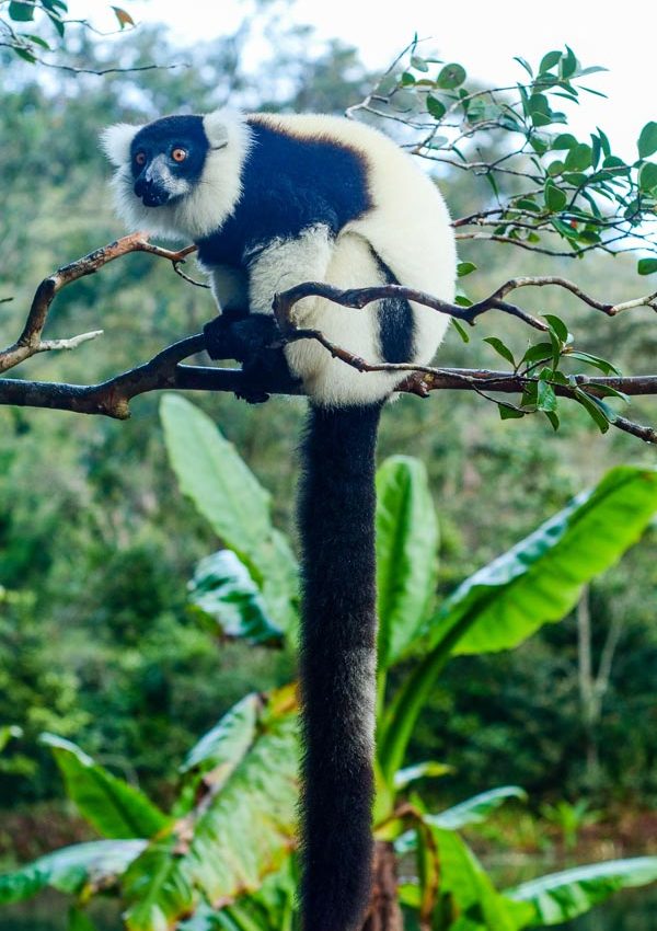 Explore the Andasibe lemur on Madagascar private tours