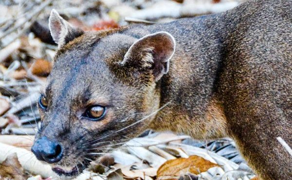 Fossa of Madagascar in the forest of Kirindy