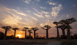 Kirindy reserve and avenue of the baobabs in one day