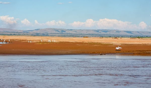 Madagascar birdwatching circuit , an opportunity to discover the island's flora and fauna