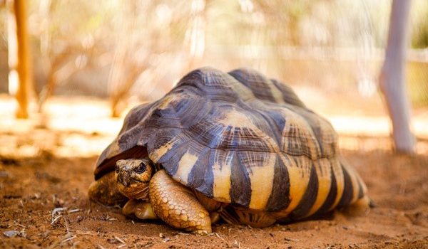 Madagascar's national parks are home to a variety of turtle species.