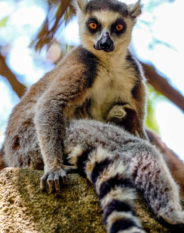 Maki catta, one of Madagascar's most emblematic lemurs