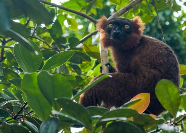 Meeting lemurs in the Anja Reserve