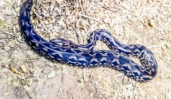 One of Madagascar endemic snake species