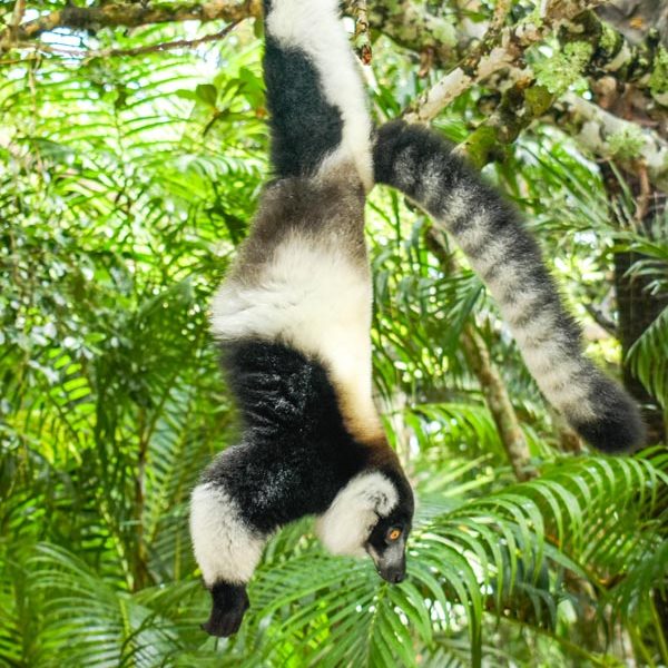 Take a personalized luxury travel in Madagascar and admire lemurs in their natural habitat.