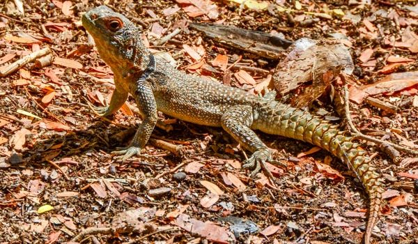 The Madagascar iguana, a species endemic to the island