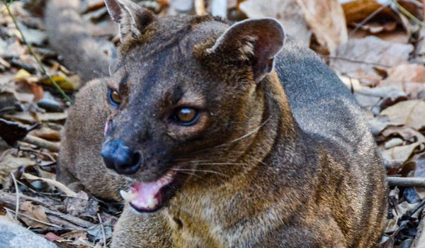 The fosa, found in national parks