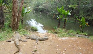 Two days in Andasibe