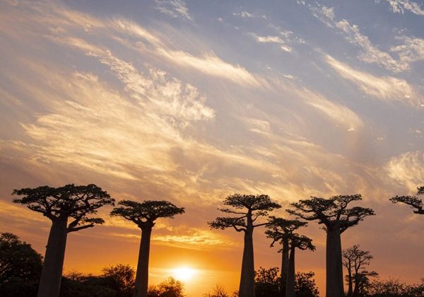 Visit the avenue of the baobabs on a family tour in Madagascar