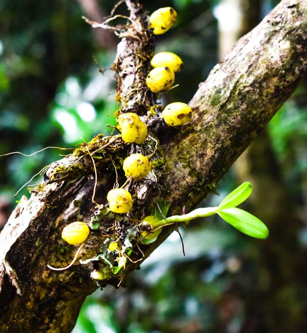 discovering rare plants on the Madagascar rainforest tour